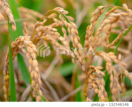 Rice. A large area of rice seedlings growing in the fields of Korea. 132546146