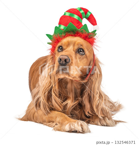 Cute dog in a Christmas elf hat lying down isolated on white background. Festive pet portrait for holiday greeting cards, winter celebration, or seasonal design Cute dog in a Christmas elf hat lying down isolated on white background. Festive pet portrait for holiday greeting cards, winter celebration, or seasonal design 132546371