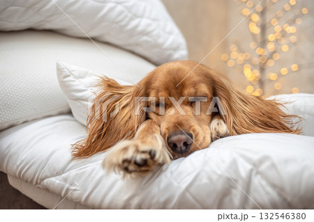 Adorable dog resting on soft white pillows with festive warm lights creating a cozy Christmas atmosphere. 132546380