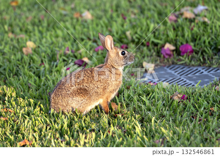 Wild rabbit in nature. Grey small hare eating grass on Florida backyard 132546861
