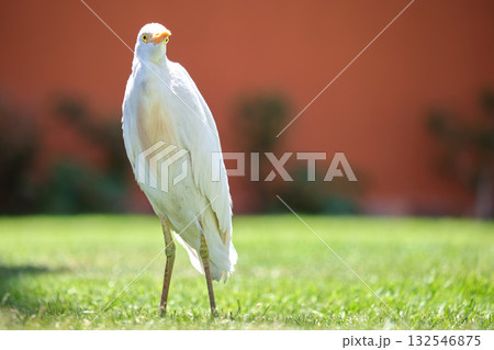 White cattle egret wild bird, also known as Bubulcus ibis, walking on green lawn at hotel yard in summer 132546875