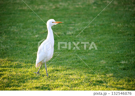 White cattle egret wild bird, also known as Bubulcus ibis walking on green lawn in summer White cattle egret wild bird, also known as Bubulcus ibis walking on green lawn in summer 132546876