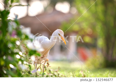 White cattle egret wild bird, also known as Bubulcus ibis walking on green lawn in summer White cattle egret wild bird, also known as Bubulcus ibis walking on green lawn in summer 132546877