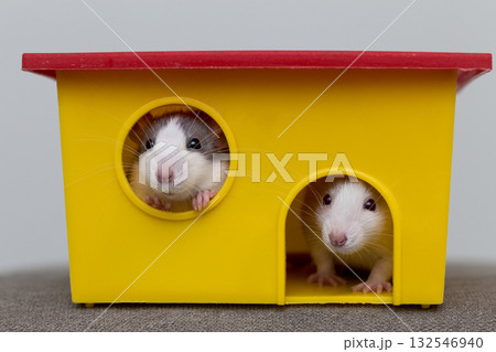 Two funny white and gray tame curious mouses hamsters with shiny eyes looking from bright yellow cage window. Keeping pet friends at home, care and love to animals concept. 132546940