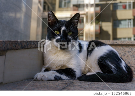 Istanbul black and white street cat with golden eyes lying on concrete ledge in urban residential neighborhood setting 132546965