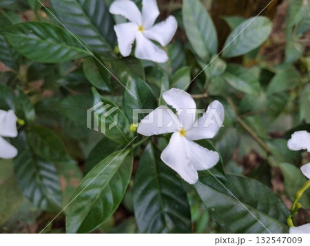 Beautiful white pinwheel flower with green leaves in a garden setting Beautiful white pinwheel flower with green leaves in a garden setting 132547009