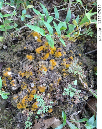 Close-up of bright orange slime mold on mossy ground 132547059