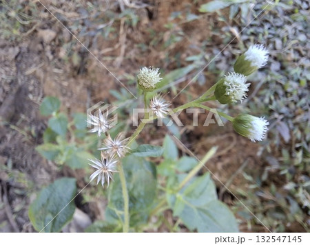 Close up of Ageratum conyzoides also known as Billygoat weed plant 132547145
