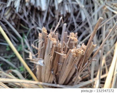 Close up of rice stubble after harvest in a field 132547172