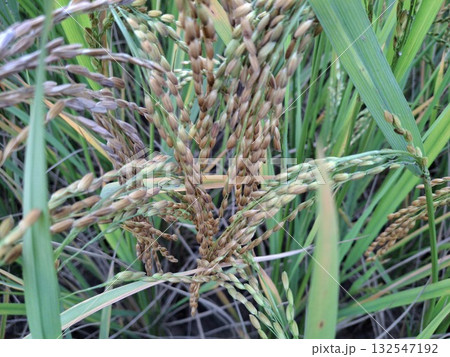 Close up view of rice paddy field with maturing rice grains Close up view of rice paddy field with maturing rice grains 132547192