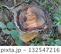 Weathered Tree Stump in Natural Setting with Foliage and Soil 132547216