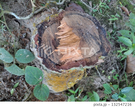Weathered Tree Stump in Natural Setting with Foliage and Soil 132547216