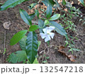 White Crape Jasmine Flower Blossom with Lush Green Leaves Outdoors 132547218