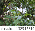 White Crepe Jasmine Blossoms and Buds in a Lush Green Garden 132547219