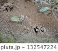 Ant colony nest entrance burrow in soil with leaves and dirt 132547224