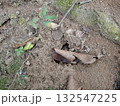 Ant Hole Entrance in Dirt With Leaves and Small Plants 132547225