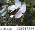 Beautiful brown butterfly on a white flower in a garden setting 132547226