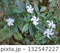 Beautiful Crape Jasmine flowers surrounded by vibrant green leaves outdoors 132547227