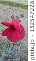 Beautiful red hibiscus flower blooming in a garden environment setting 132547228
