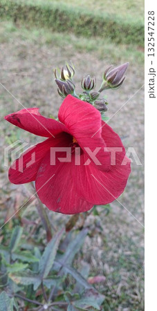 Beautiful red hibiscus flower blooming in a garden environment setting Beautiful red hibiscus flower blooming in a garden environment setting 132547228