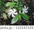 Beautiful white crape jasmine flowers with green leaves in garden 132547229