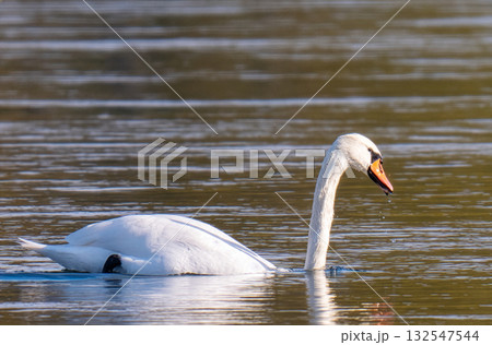 swan swimming 132547544
