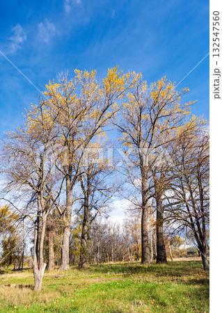 autumn landscape on a sunny day autumn landscape on a sunny day 132547560