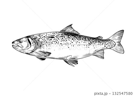 Realistic trout fish sketch in detailed hand-drawn style on a plain white background, concept of wildlife, fishing, and aquatic species Realistic trout fish sketch in detailed hand-drawn style on a plain white background, concept of wildlife, fishing, and aquatic species 132547580