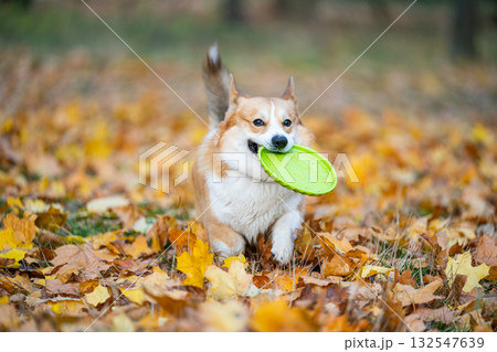 Welsh Corgi in nature in autumn 132547639