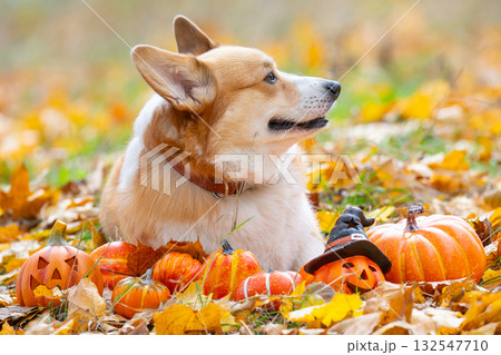 Pembroke Corgi at the autumn festival Halloween 132547710