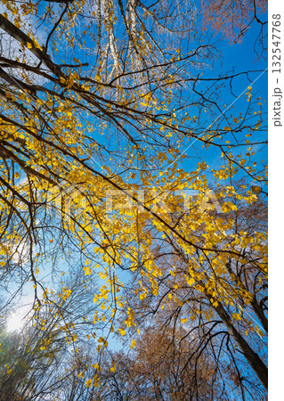 autumn landscape on a sunny day 132547768