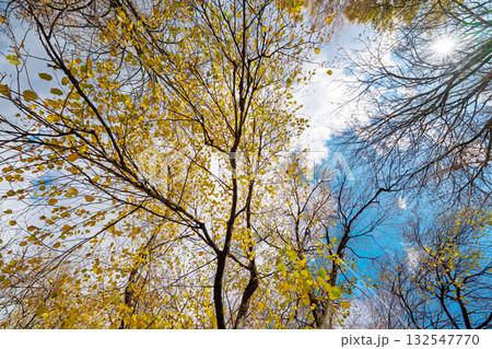 autumn landscape on a sunny day 132547770