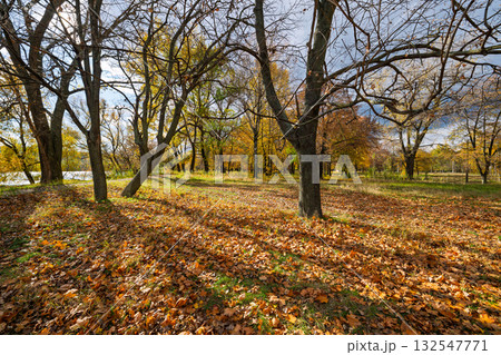 autumn landscape on a sunny day 132547771