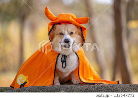 corgi in an autumn park dressed for Halloween corgi in an autumn park dressed for Halloween 132547772