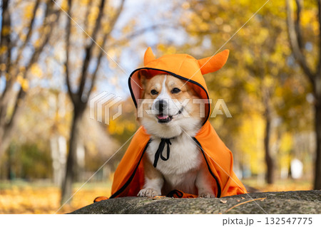 corgi in an autumn park dressed for Halloween corgi in an autumn park dressed for Halloween 132547775