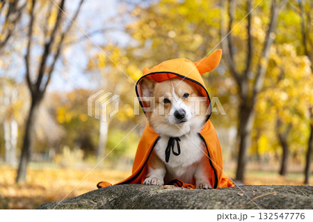 corgi in an autumn park dressed for Halloween corgi in an autumn park dressed for Halloween 132547776