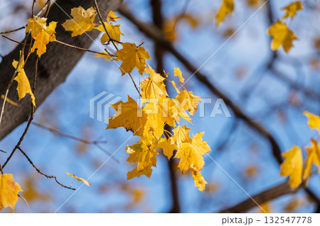 autumn landscape on a sunny day 132547778