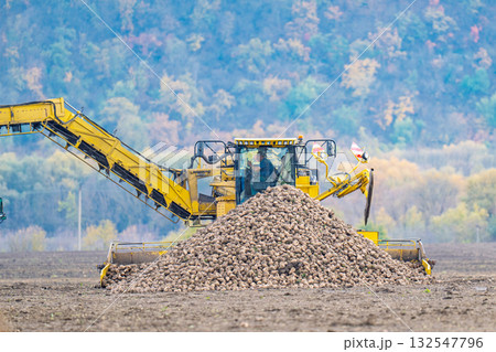 sugar beet harvest in the field 132547796