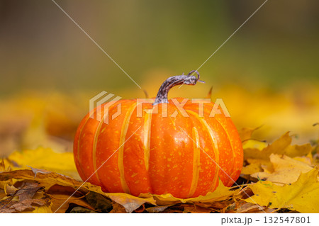 pumpkins  for the Halloween holiday 132547801
