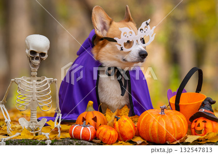 corgi in an autumn park dressed for Halloween corgi in an autumn park dressed for Halloween 132547813