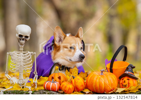 corgi in an autumn park dressed for Halloween corgi in an autumn park dressed for Halloween 132547814