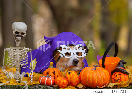corgi in an autumn park dressed for Halloween corgi in an autumn park dressed for Halloween 132547815