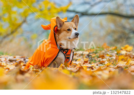 corgi in an autumn park dressed for Halloween 132547822