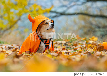 corgi in an autumn park dressed for Halloween corgi in an autumn park dressed for Halloween 132547823