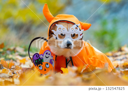 corgi in an autumn park dressed for Halloween 132547825