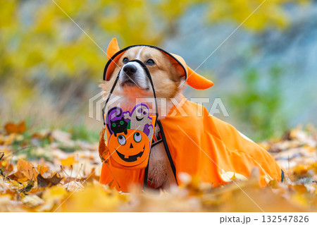 corgi in an autumn park dressed for Halloween corgi in an autumn park dressed for Halloween 132547826