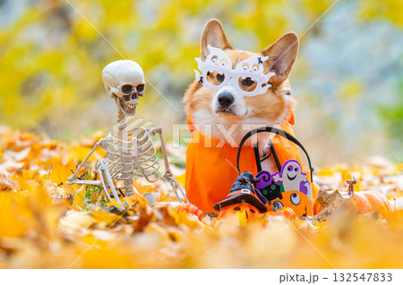 corgi in an autumn park dressed for Halloween 132547833