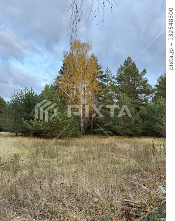 Edge of an autumn forest. A birch tree with yellowed leaves and pine trees. 132548300