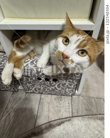 A red and white cat hid in a gap in the wardrobe. Looking up at its owner from below. A red and white cat hid in a gap in the wardrobe. Looking up at its owner from below. 132548304