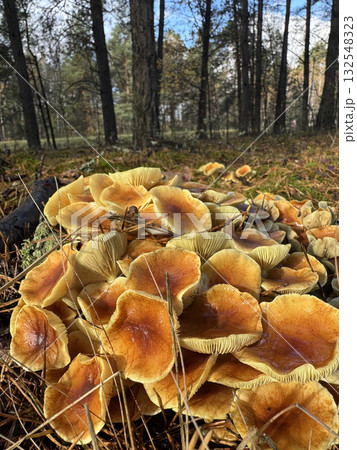 A cluster of Velvet Shank mushrooms. Growing in a pine forest by an old stump. Autumn mushroom foraging. A cluster of Velvet Shank mushrooms. Growing in a pine forest by an old stump. Autumn mushroom foraging. 132548323